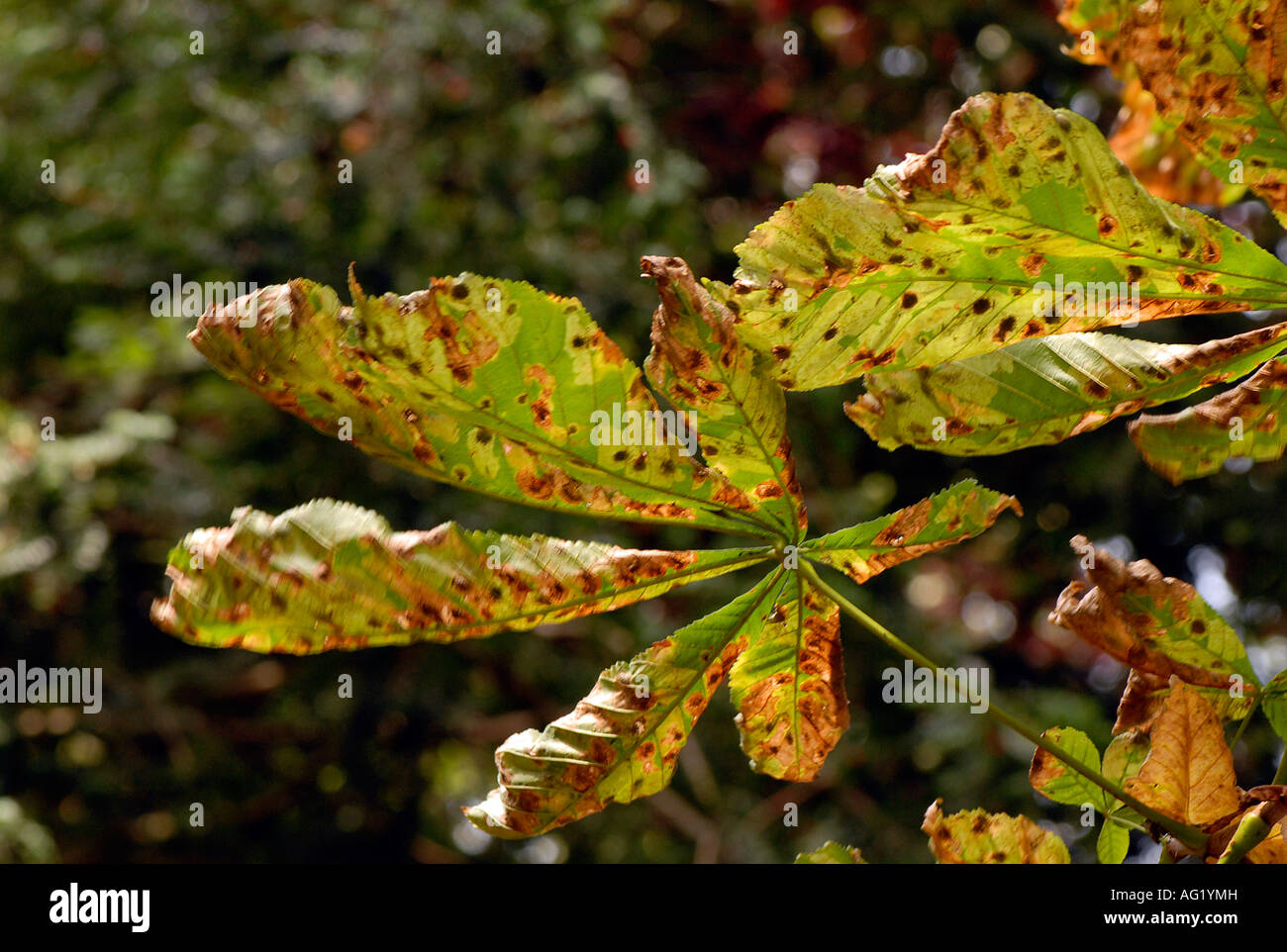 Horse Chestnut Leaves showing the damage caused by the leaf mining moth