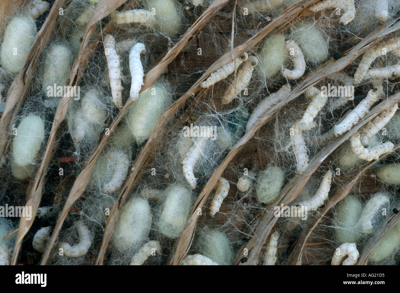 Silkworms and cocoons in India Stock Photo