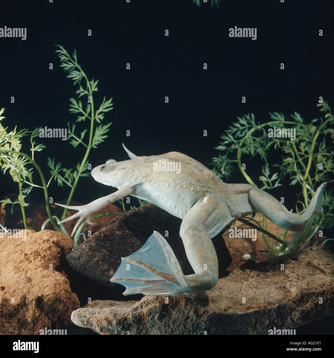 Xenopus frog Stock Photo