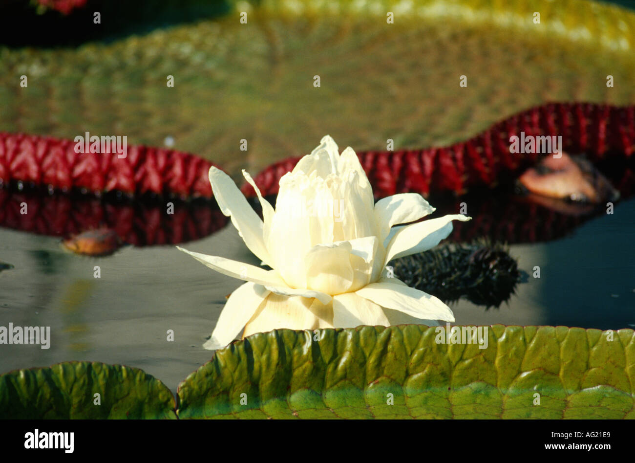 Giant water lily flower opens early in morning Stock Photo Alamy