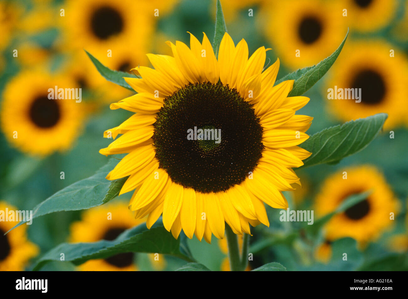 Mass of sunflowers Stock Photo