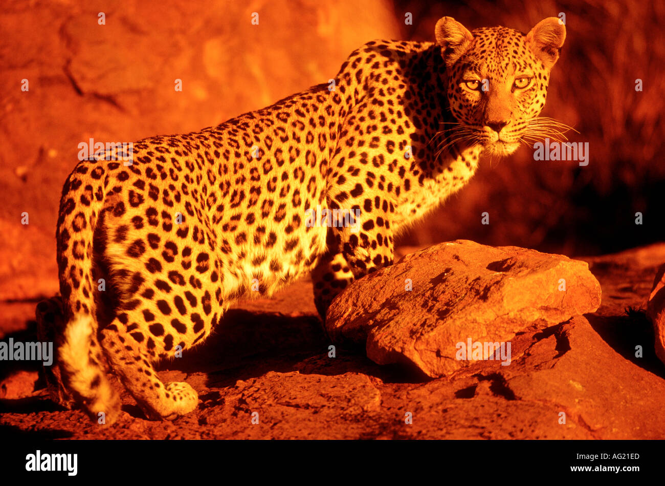 Leopard at dusk Namibia Stock Photo