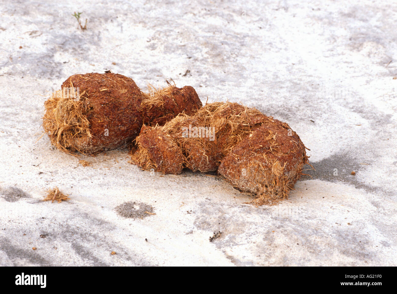 African elephant dung Stock Photo Alamy