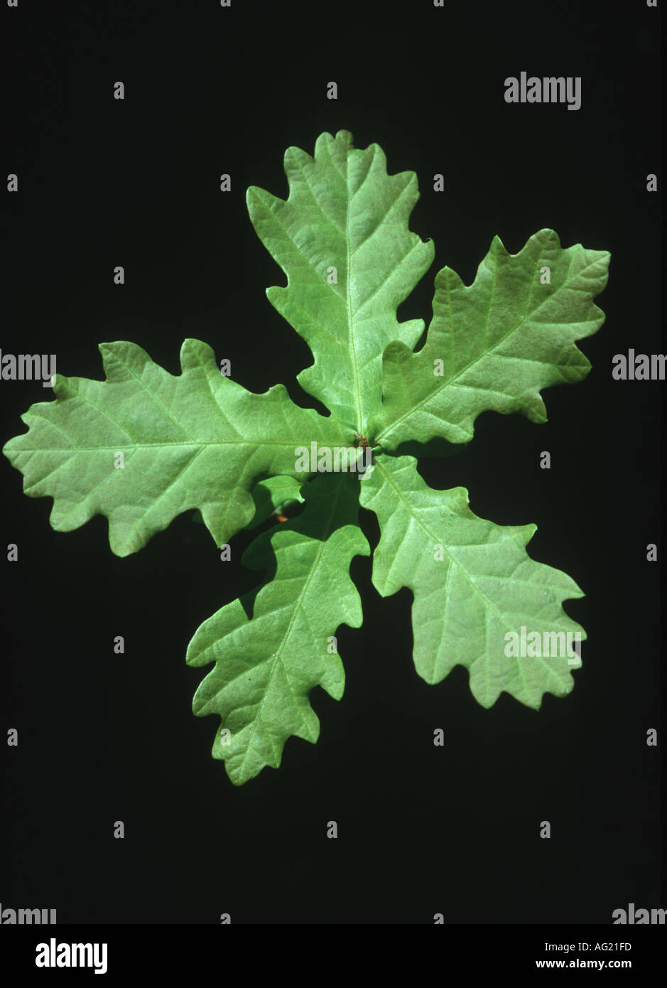 Common oak seedling Stock Photo