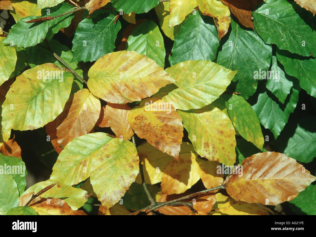 Beech leaves turning colour in autumn Stock Photo