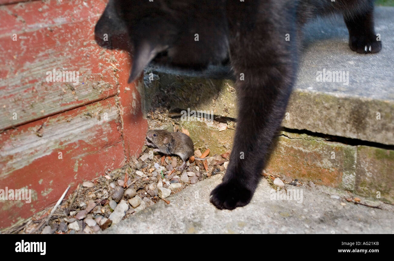 Domestic black cat catching and playing with a vole in a garden Stock