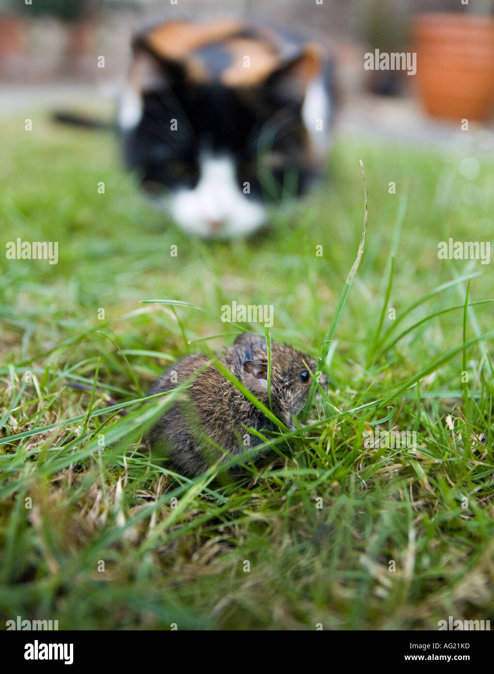 Domestic cat stalking a vole in a garden. the cat is creeping up on the