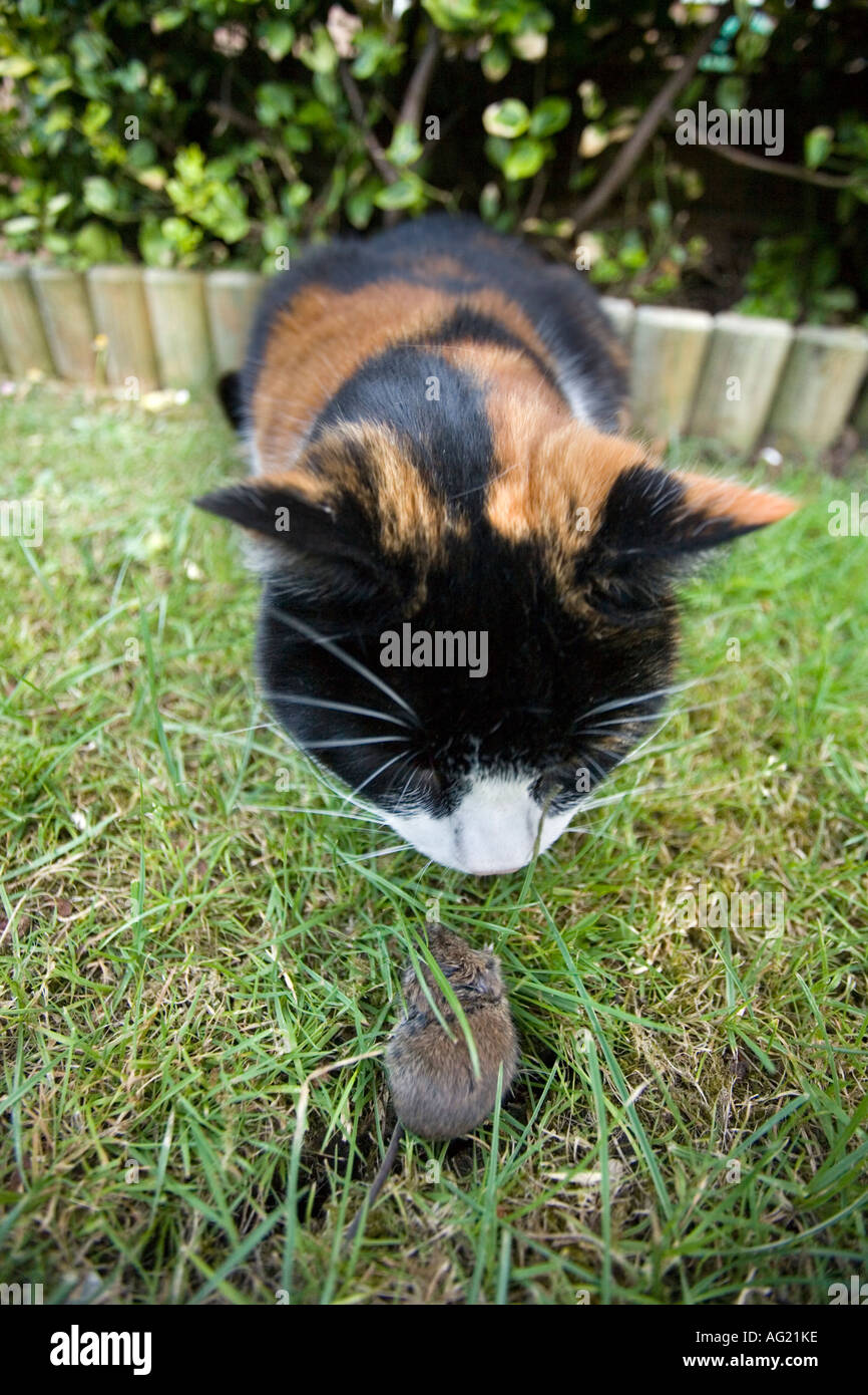 Domestic cat catching and playing with a vole in a garden Stock Photo