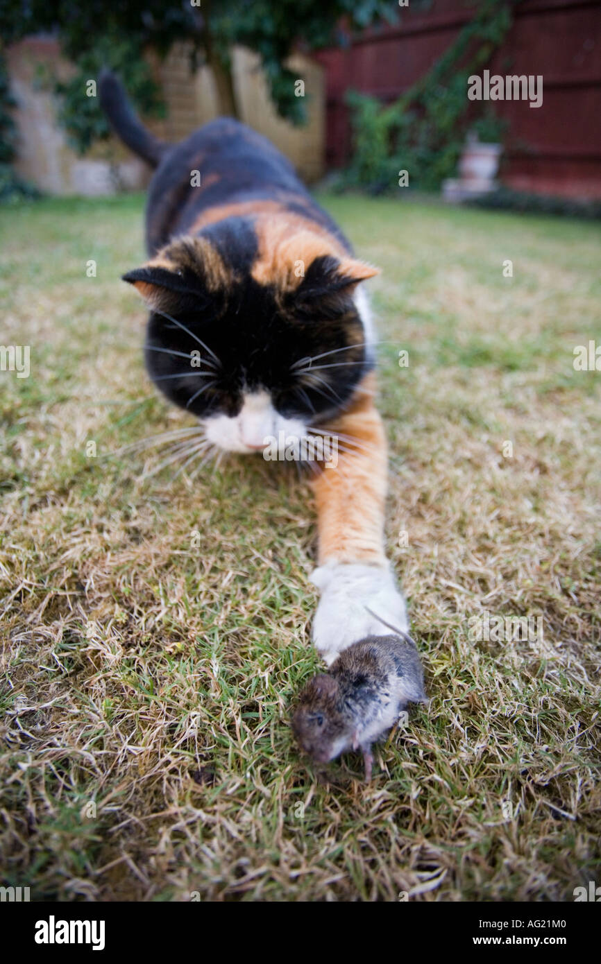Cat Pouncing Stock Photos & Cat Pouncing Stock Images Alamy