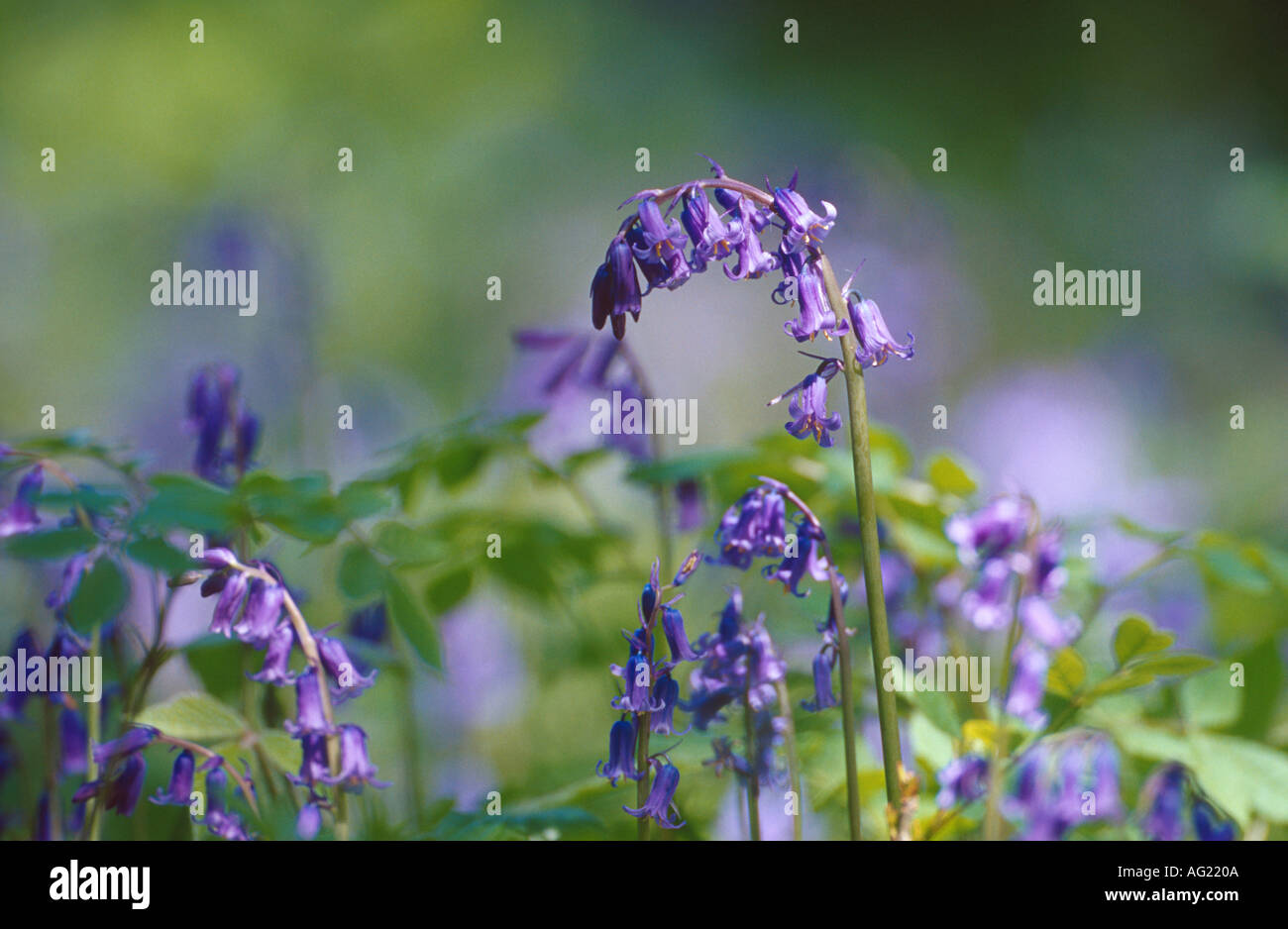 Bluebells flowering in woodland in spring Stock Photo