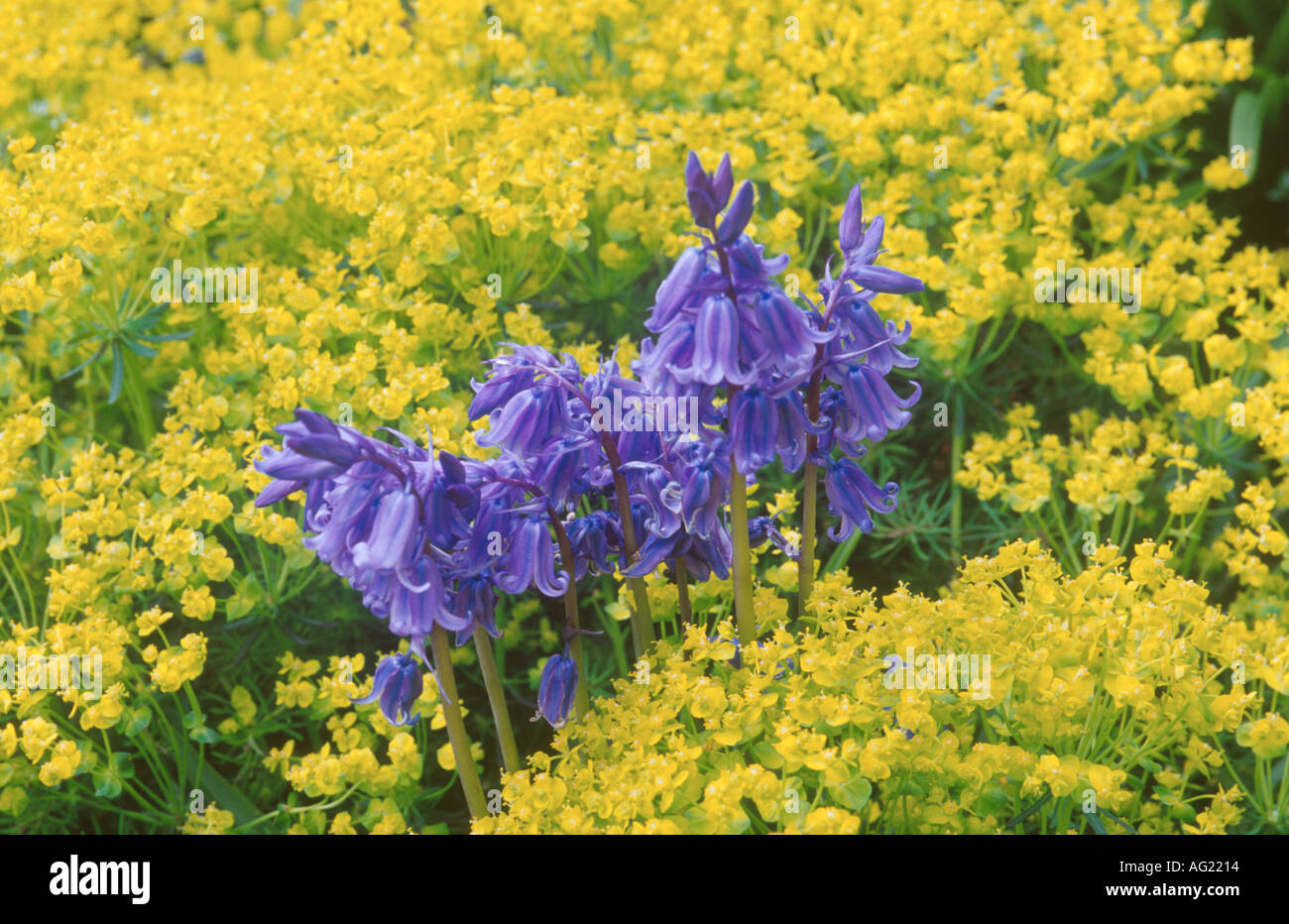 Bluebells with cypress spurge Stock Photo