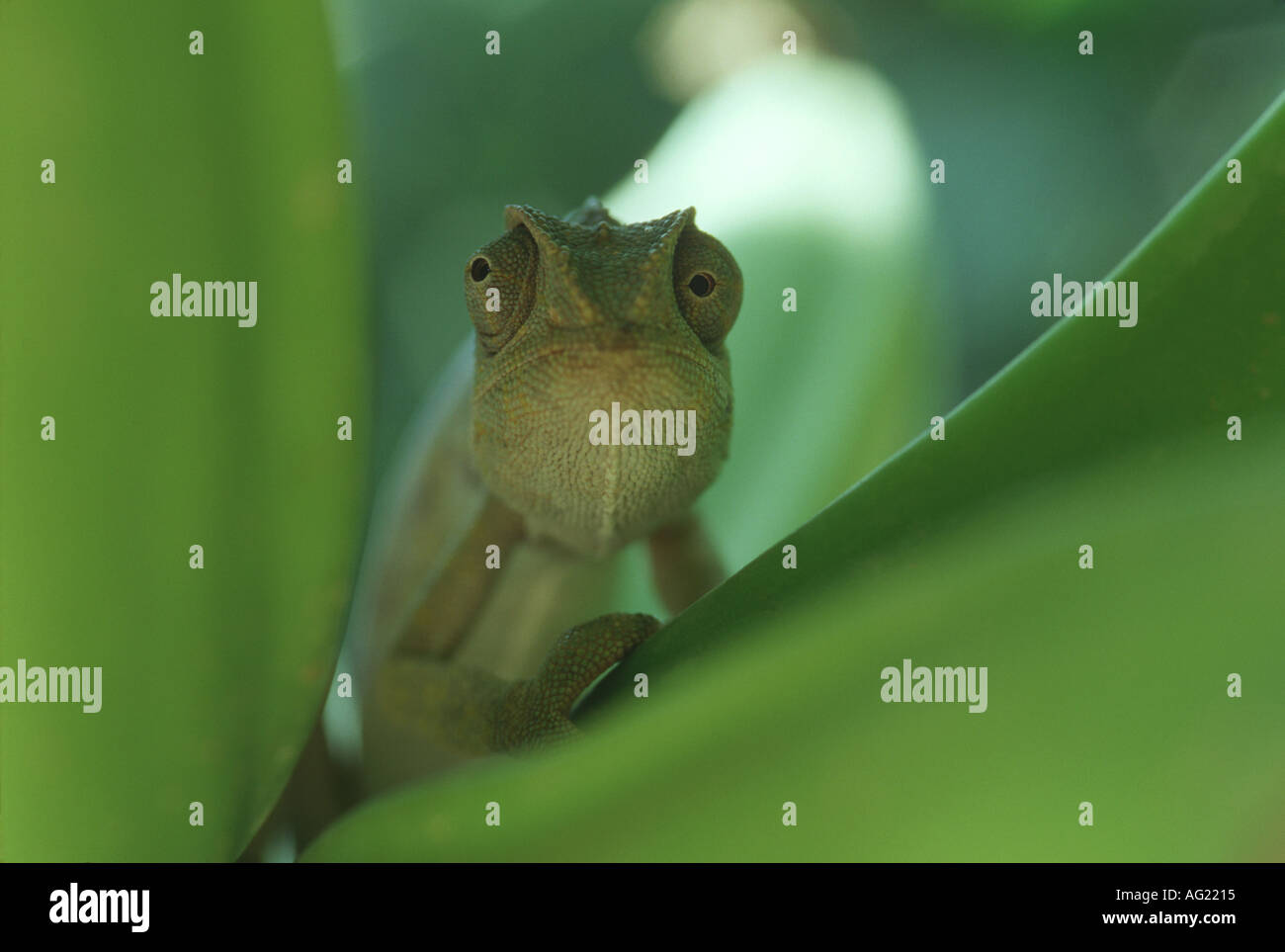 Chameleon head on showing independent movement of eyes Stock Photo Alamy