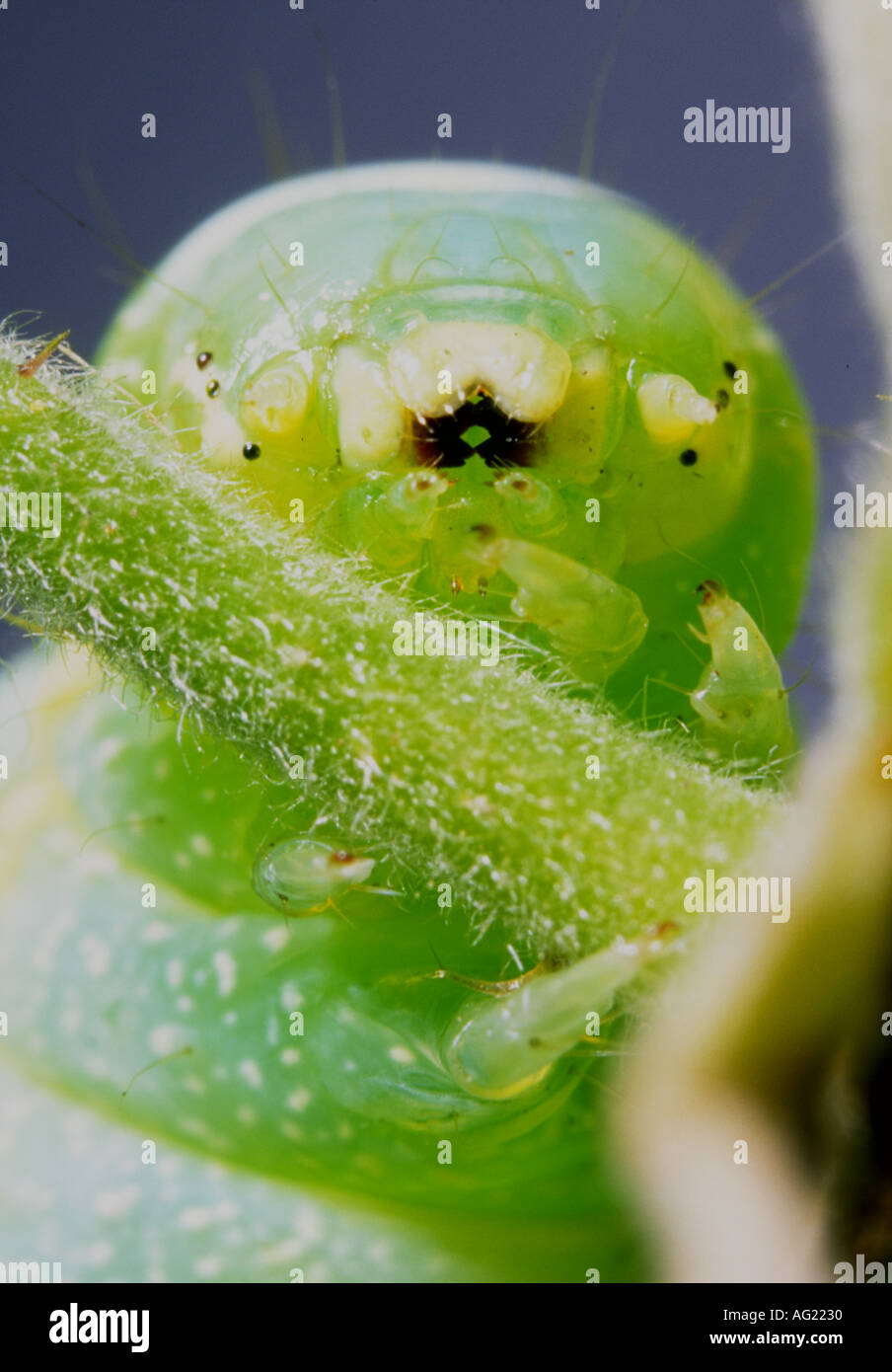 Caterpillar Head And Jaws Stock Photo Alamy caterpillar-head-and-jaws-stock-photo-alamy