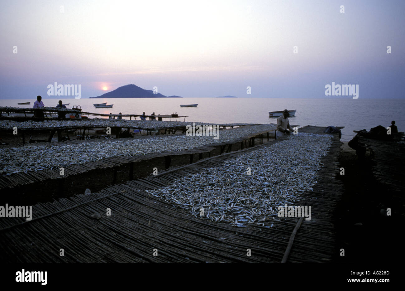 Malawi Africa Monkey Bay village lake Malawi drying fishing catch Stock
