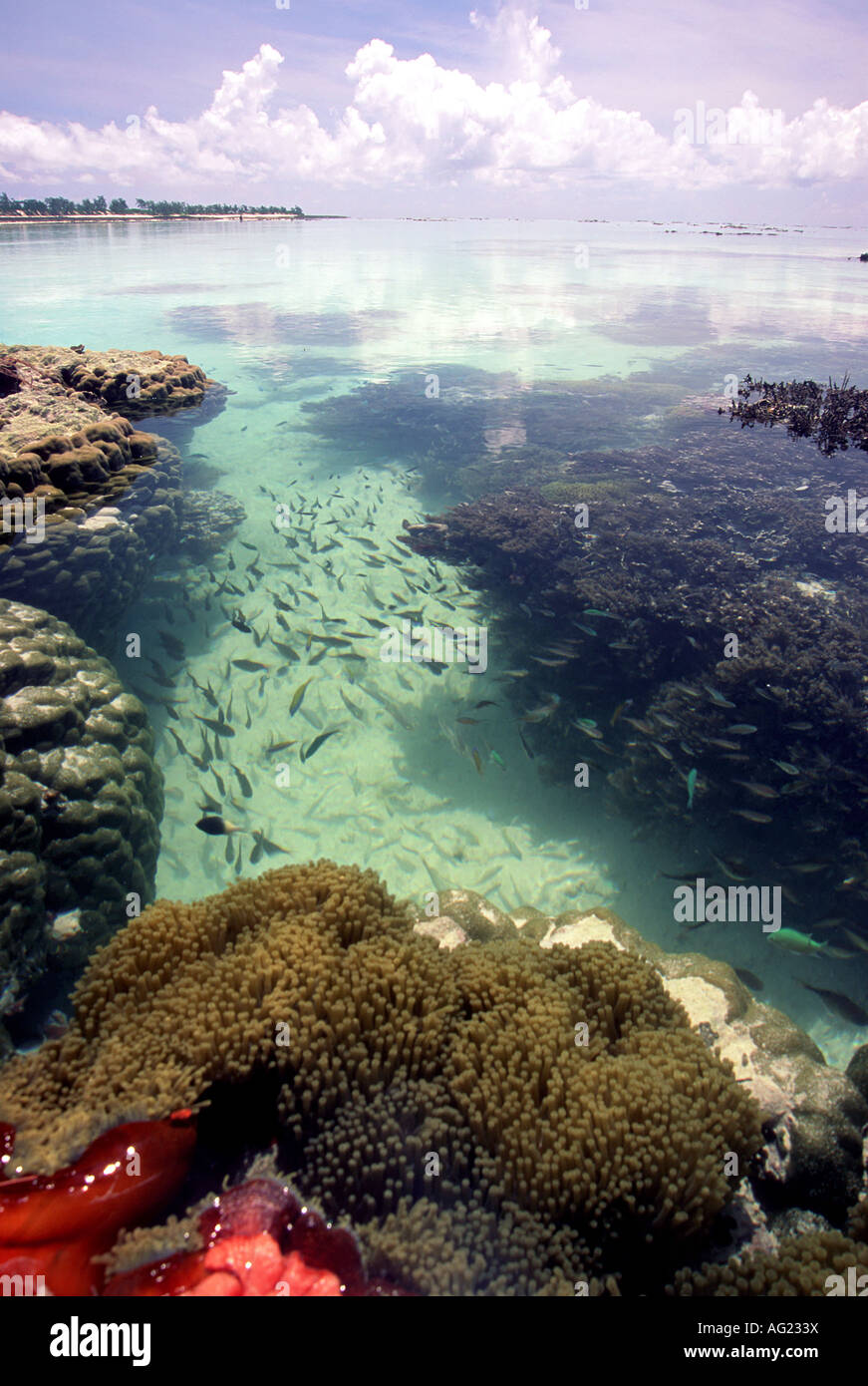 Coral Exposed At Spring Tide Vamizi Island Mozambique Stock Photo Alamy coral-exposed-at-spring-tide-vamizi-island-mozambique-stock-photo-alamy