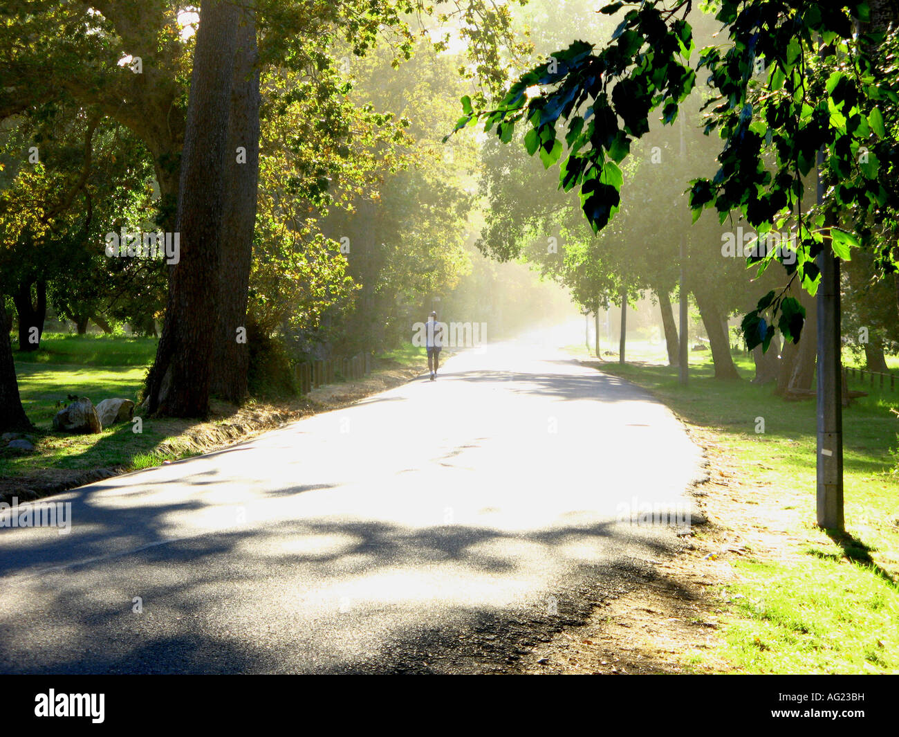 A jogger runs though sunbeams on an early morning jog Stock Photo