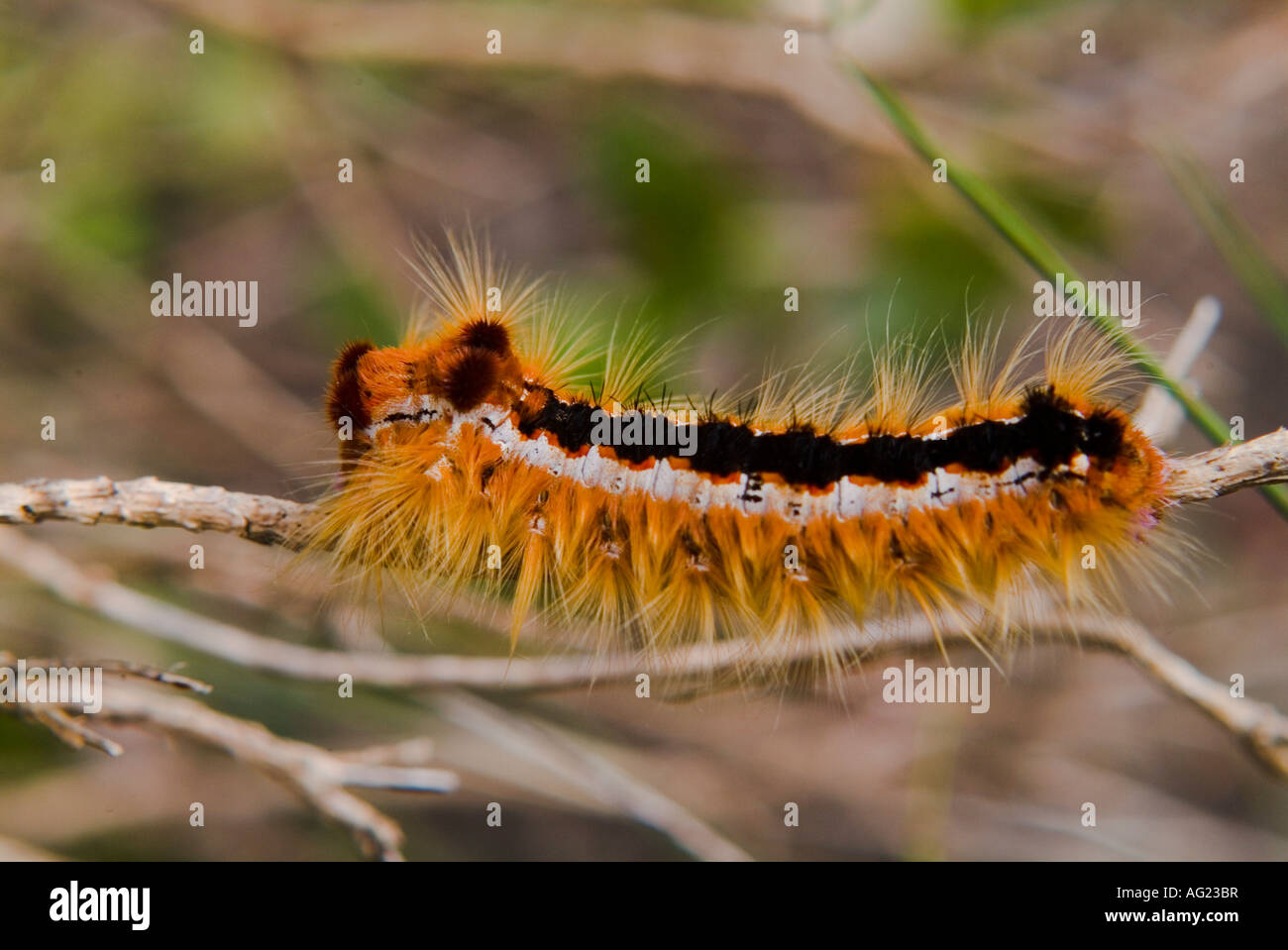 Black Caterpillar Long Hair Stock Photos Black Caterpillar Long