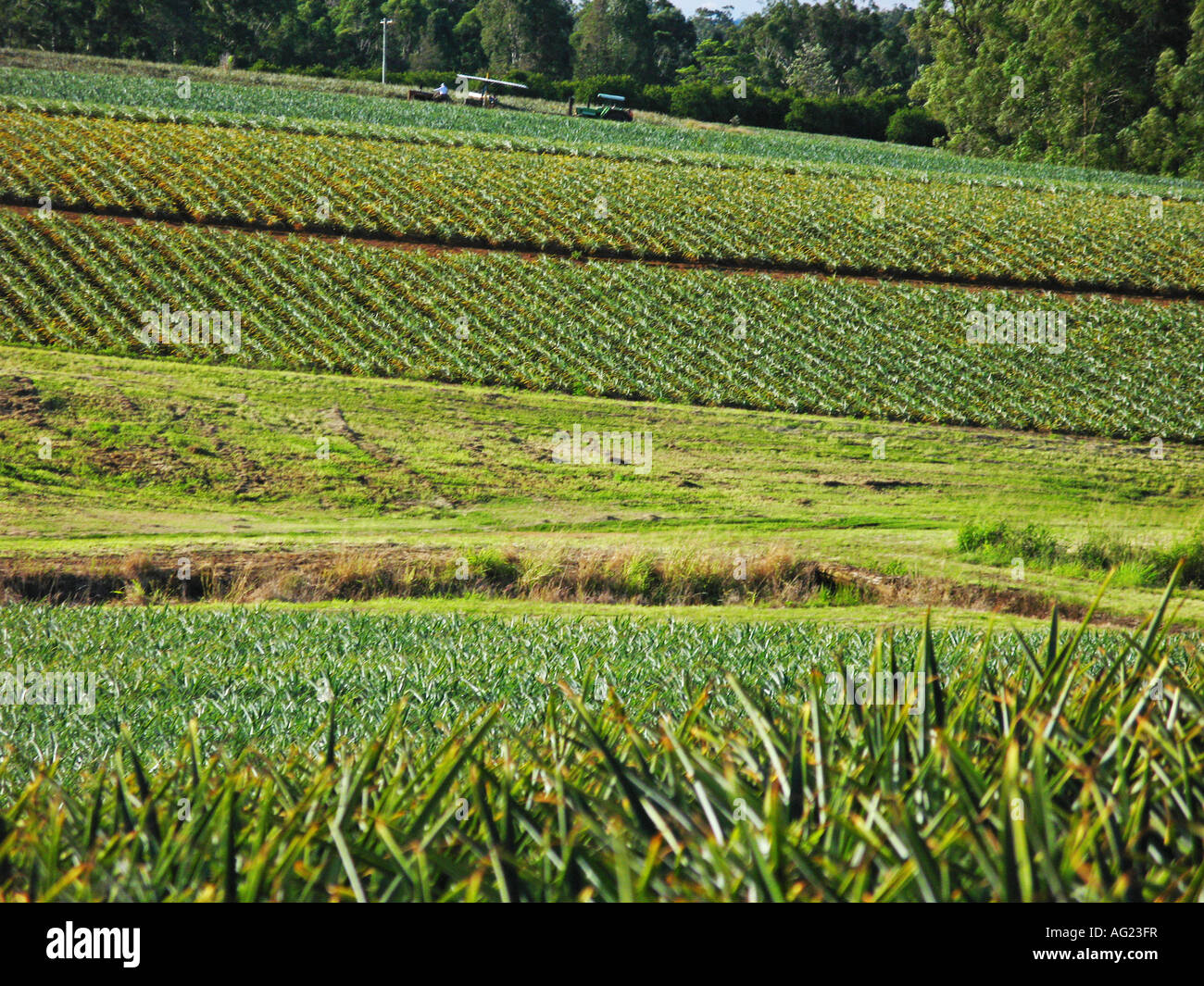 Rows and rows of ripe pineapples are ready for the harvest Stock Photo ...