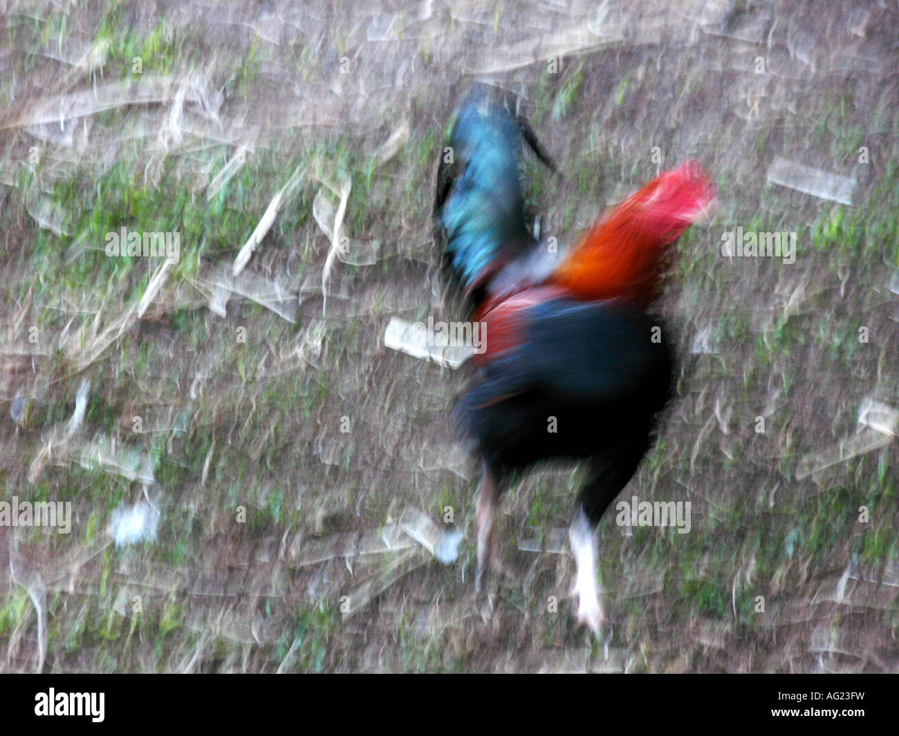 A rooster charges at the camera No pics mate Stock Photo Alamy