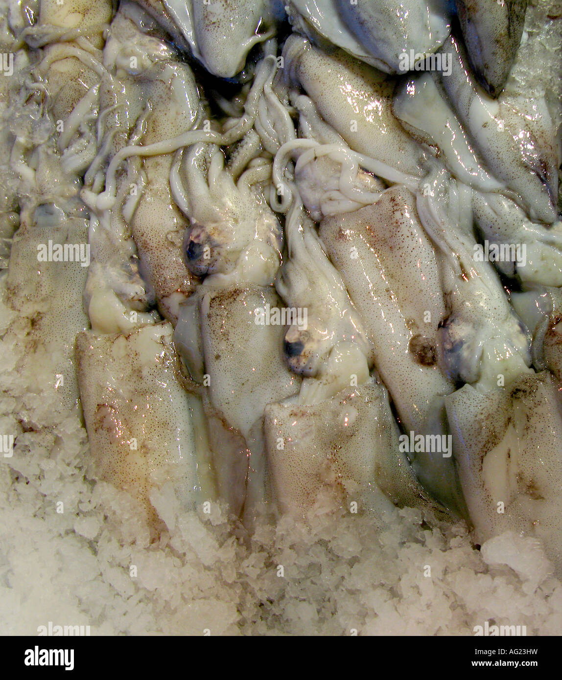 Fresh squid calamari calamares at the fish market Stock Photo - Alamy