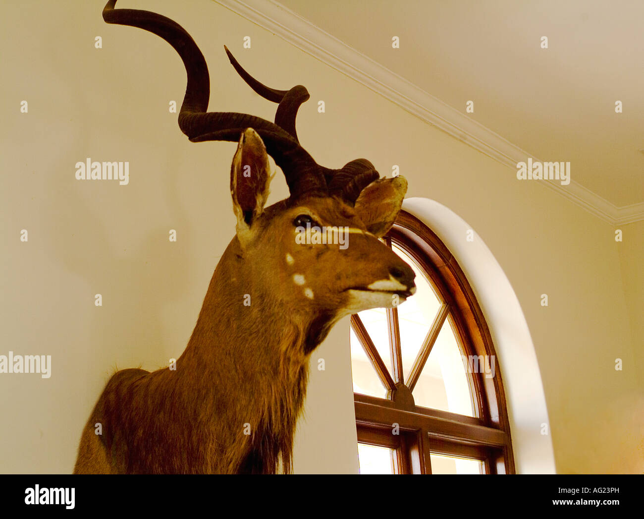 An Eland head trophy in the foyer a country hotel in South Africa Stock Photo