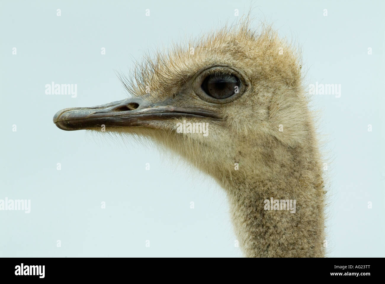 Fine detail of an ostrich head Stock Photo