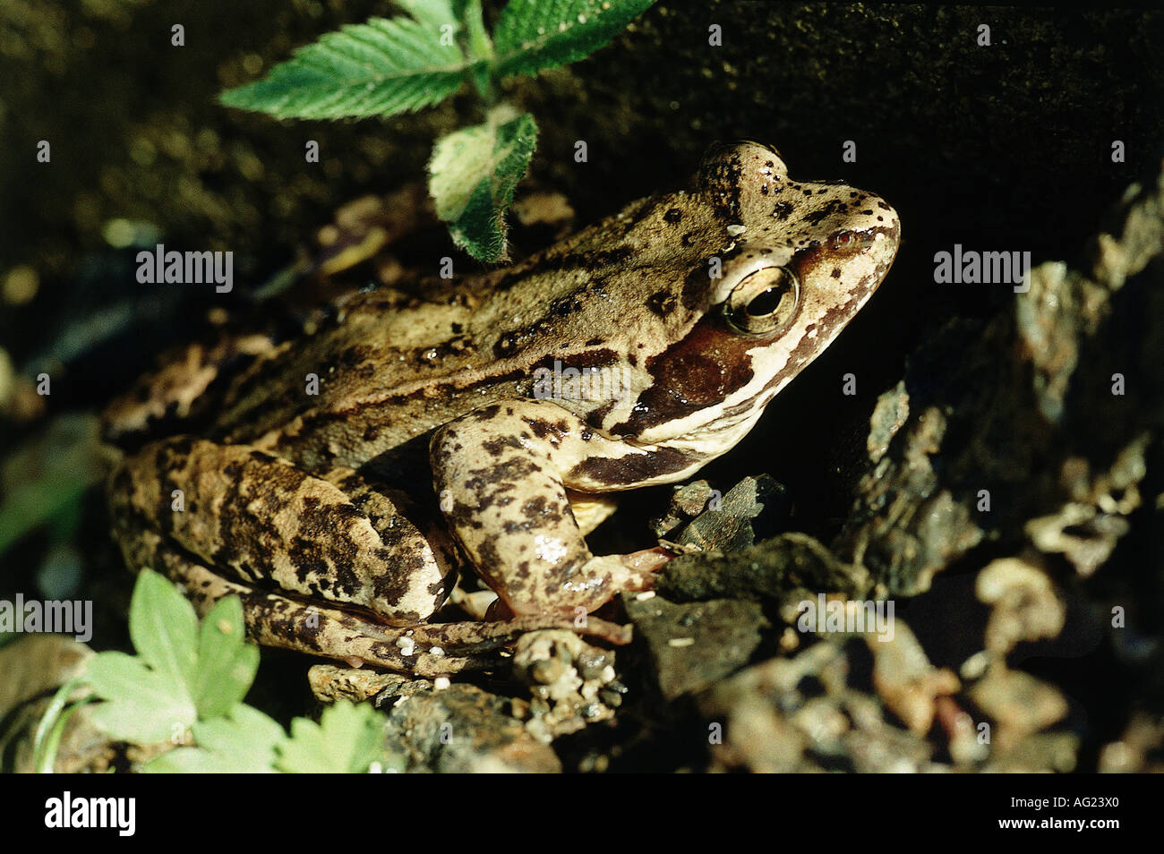 zoology / animals, amphibia, Rana, European Common Frog (Rana ...