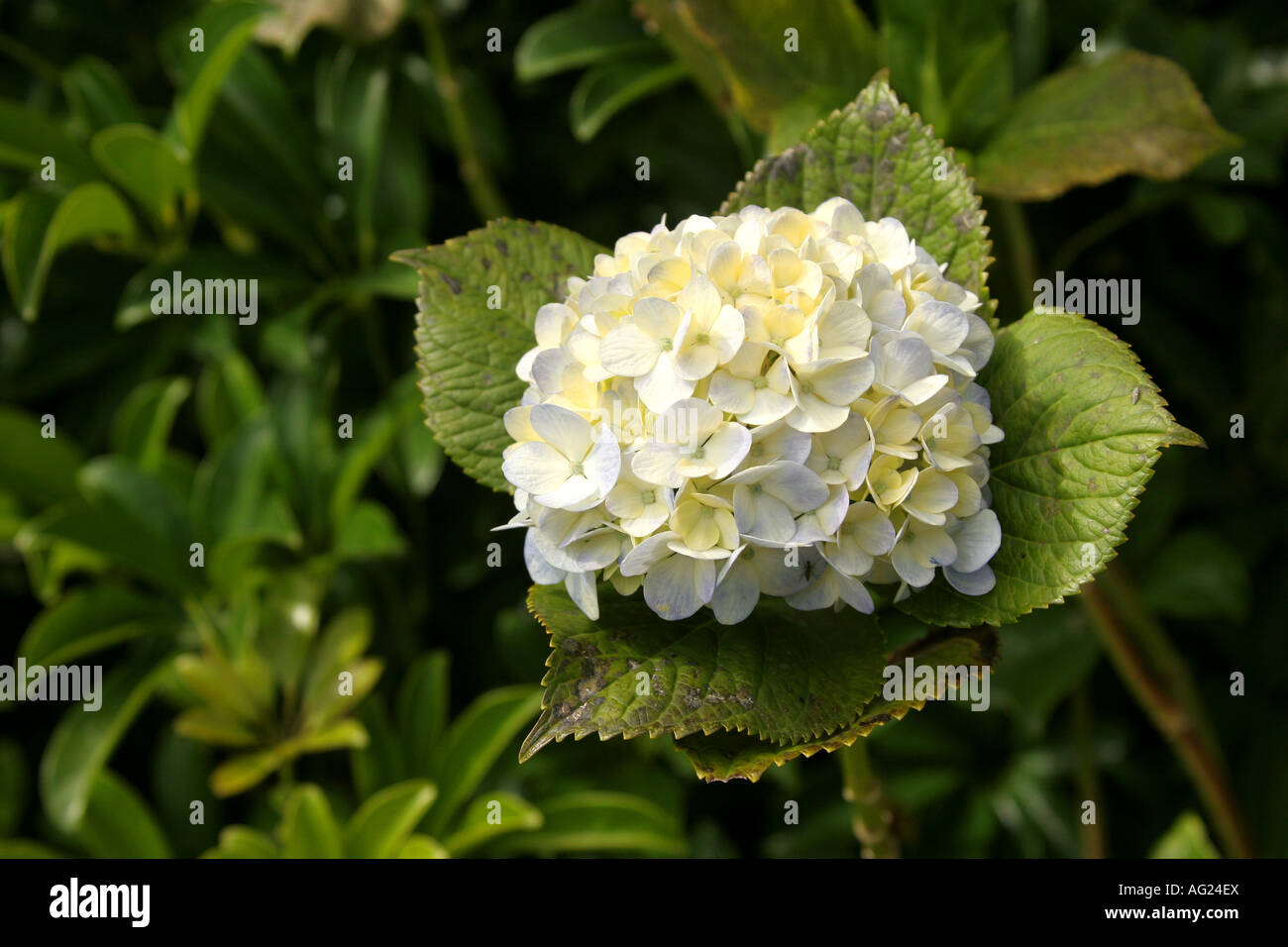Boquete flower hi-res stock photography and images - Alamy