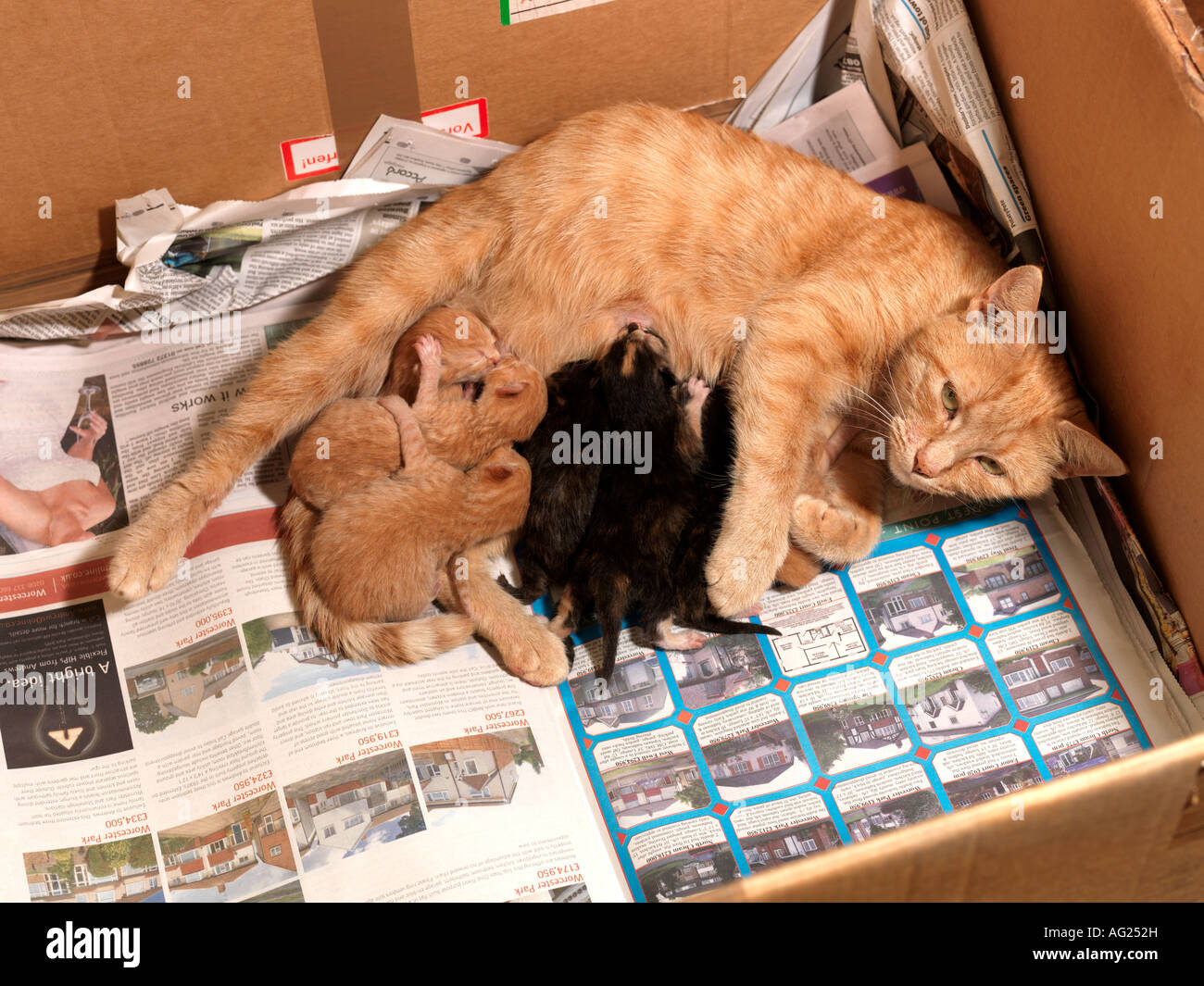 Female Ginger Cat with Seven Newborn Kittens Stock Photo