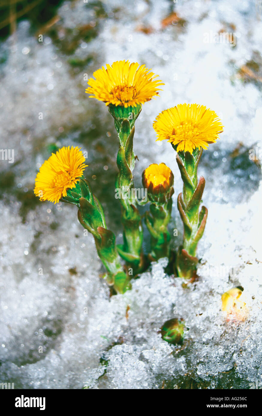 Wild Alpine Flower Coltsfoot Tussilago farfara growing under snow Altai Russia Stock Photo