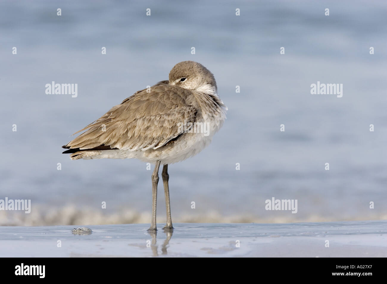 zoology / animals, avian / bird, Scolopacidae, Willet (Catoptrophorus semipalmatus), standing in water, beach, De Soto Park, Florida, USA, distribution: worldwide, Additional-Rights-Clearance-Info-Not-Available Stock Photo