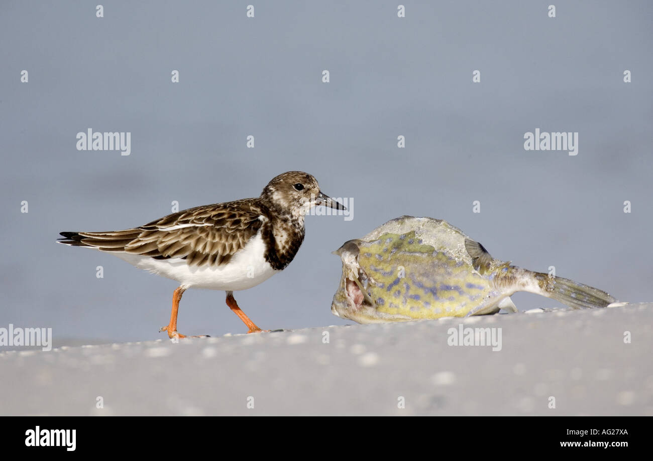 zoology / animals, avian / bird, Scolopacidae, Ruddy Turnstone (Arenaria interpres), bird and dead fish on beach, De Soto Park, Florida, USA, distribution: North America, Europe, Additional-Rights-Clearance-Info-Not-Available Stock Photo