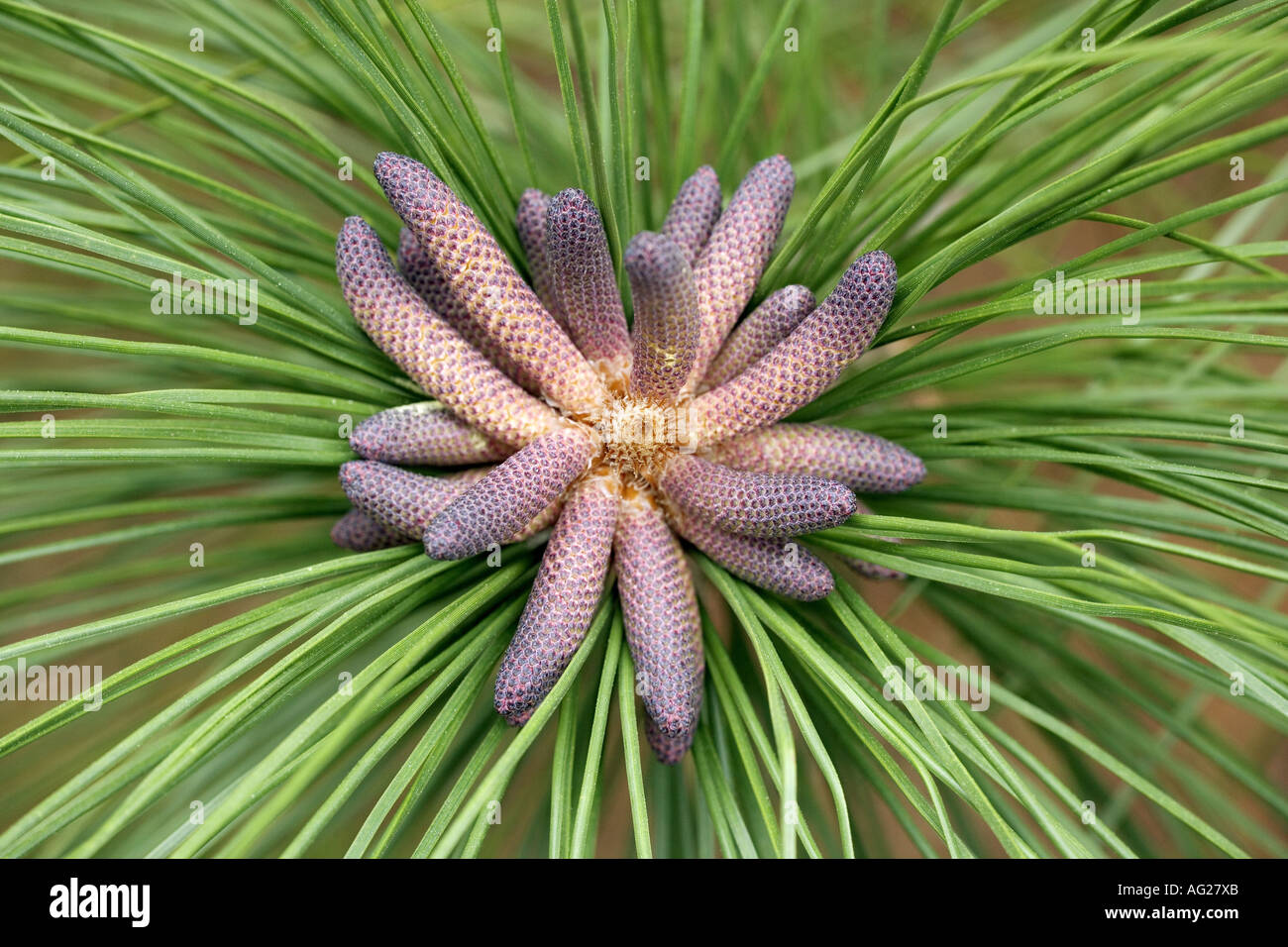 botany, Pinus, 'Slash pine' (Pinus elliottii), inflorescence and needles, Florida, USA, Additional-Rights-Clearance-Info-Not-Available Stock Photo