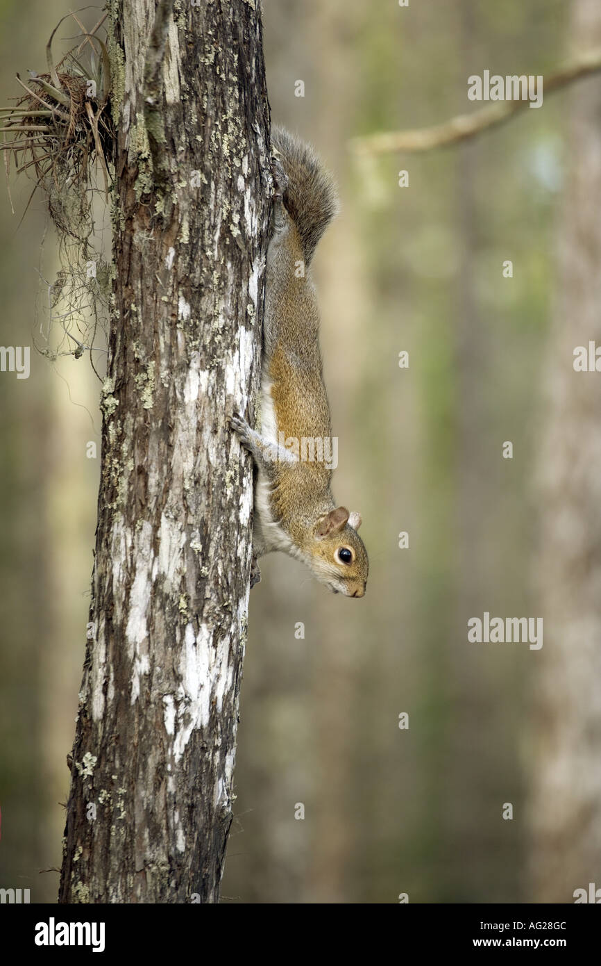 zoology / animals, mammal / mammalian, Sciuridae, Eastern Gray Squirrel (Sciurus carolinensis), sitting on trunk, Corkscrew Swamp Sanctuary, Florida, USA, distribution: North America, Europe, South Africa, Additional-Rights-Clearance-Info-Not-Available Stock Photo