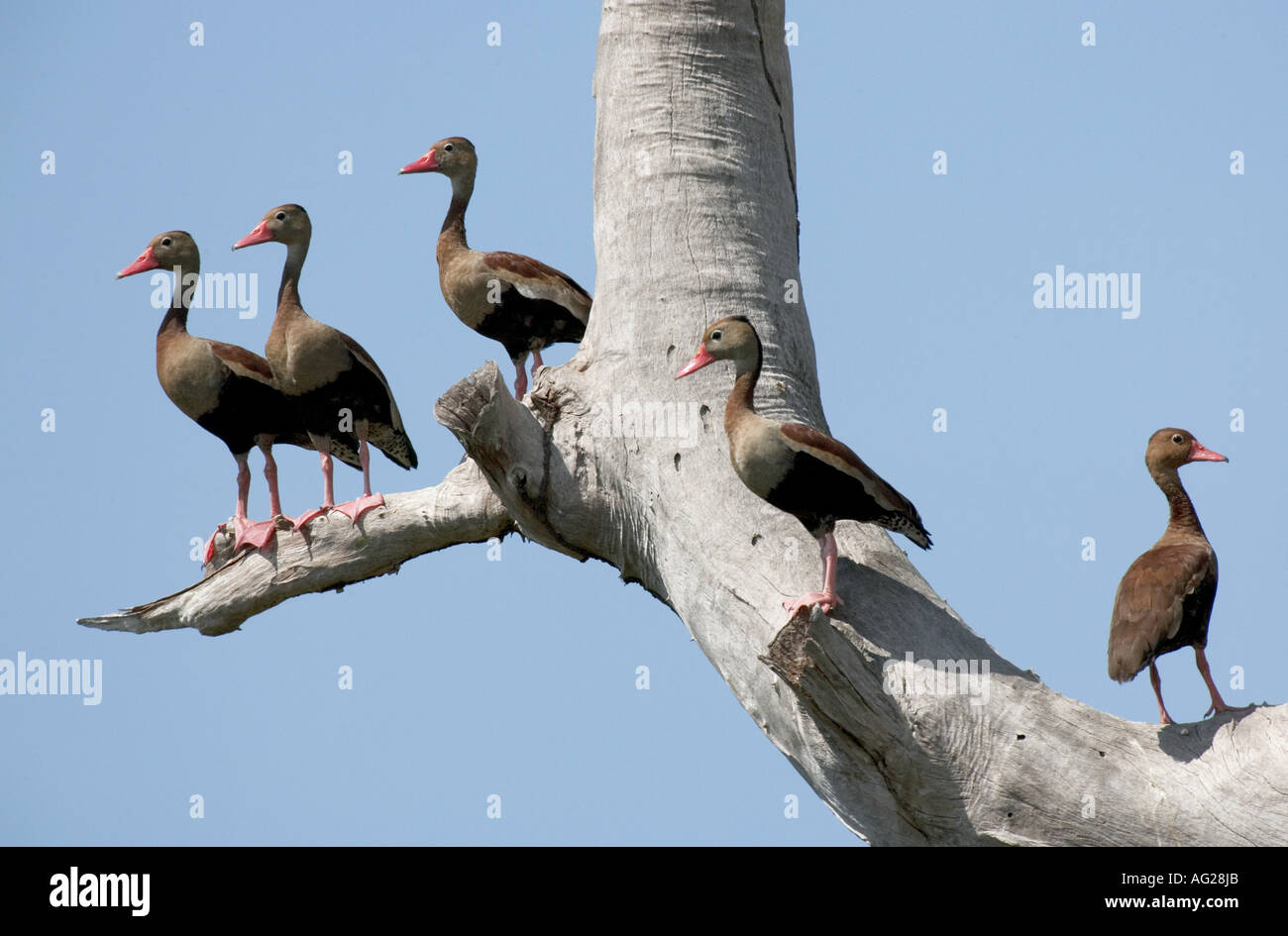 zoology, avian / bird, Anatidae, Black-bellied Whistling Duck (Dendrocygna autumnalis), several animals sitting on dead tree, Pantanal, Brazil, South America, distribution: North America, South America, Additional-Rights-Clearance-Info-Not-Available Stock Photo