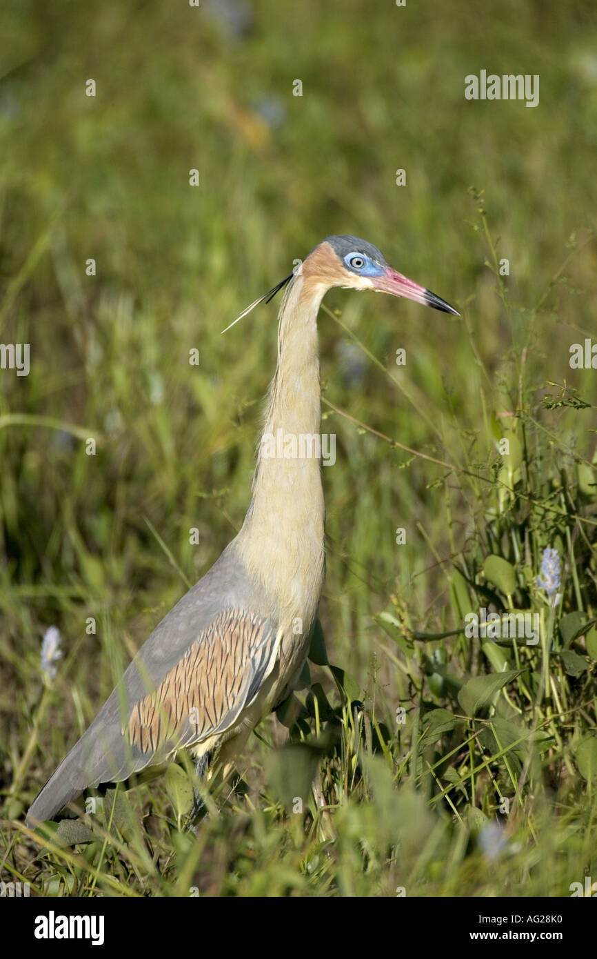 zoology / animals, avian / bird, Ardeidae, Whistling Heron (Syrigma sibilatrix), in meadow, Pantanal, Brazil, South America, distribution: America, Additional-Rights-Clearance-Info-Not-Available Stock Photo