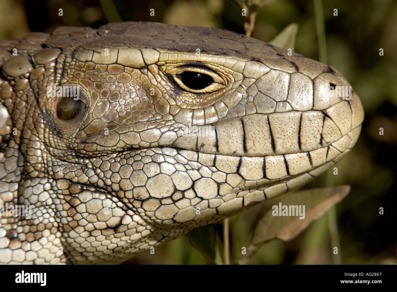 zoology / animals / animals, reptile, Teiidae, Paraguay Caiman Lizard (Dracaena paraguayensis), detail: head, Pantanal, Brazil, South America, distribution: South America, Additional-Rights-Clearance-Info-Not-Available Stock Photo