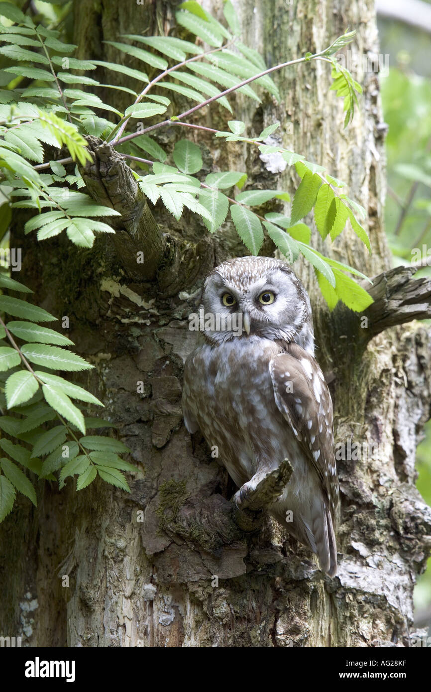 zoology / animals, avian / bird, Strigidae, Tengmalm's Owl (Aegolius funereus), sitting on branch, national park, Bavarian Forest, Germany, distribution: Europe, Asia, North America, Additional-Rights-Clearance-Info-Not-Available Stock Photo