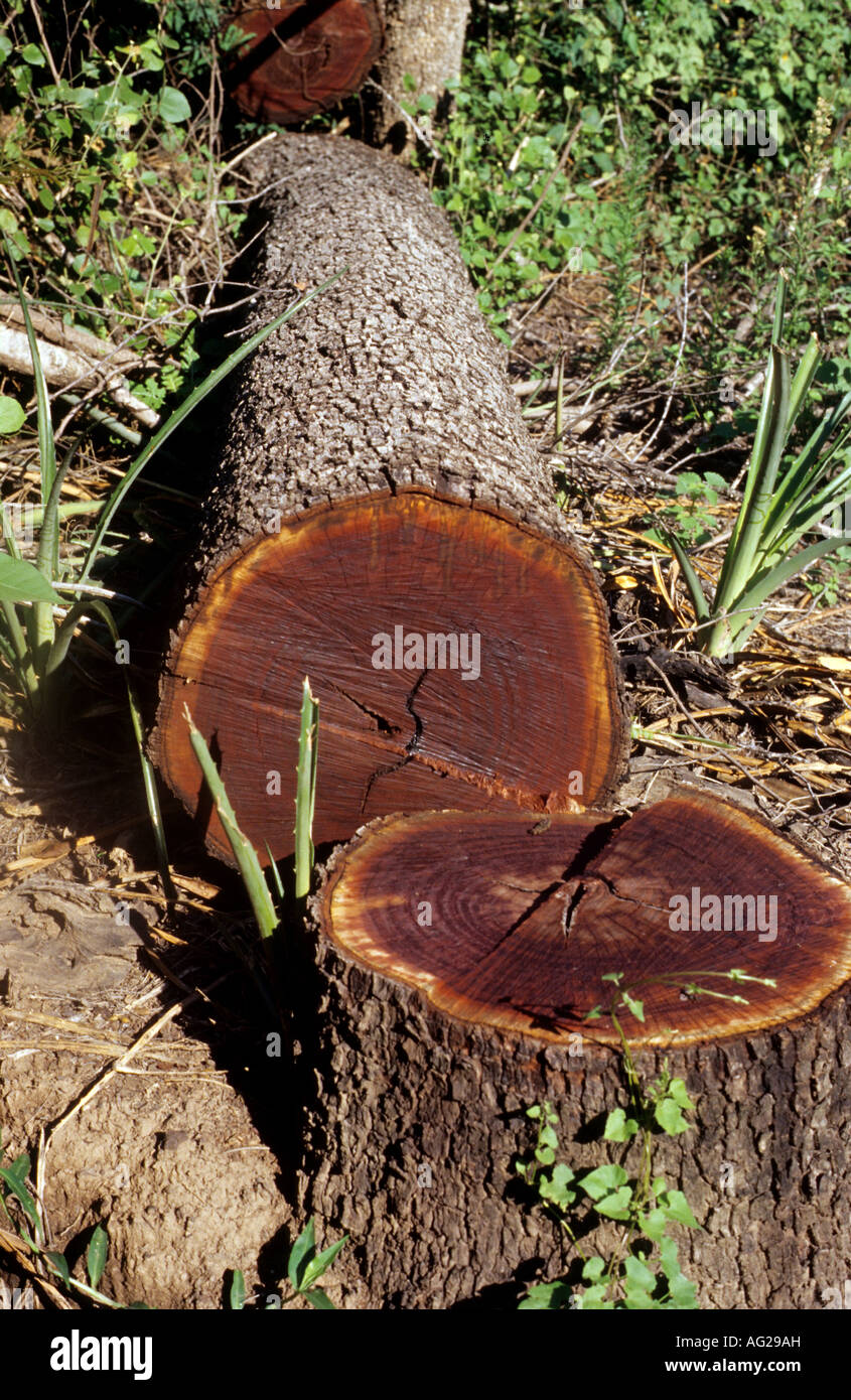 A quebracho tree has been chopped down Stock Photo