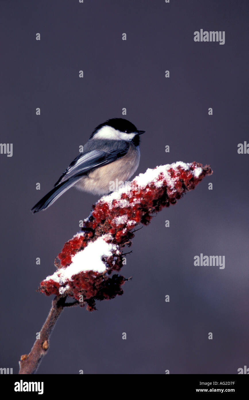 Bird Chickadee Black capped Stock Photo - Alamy