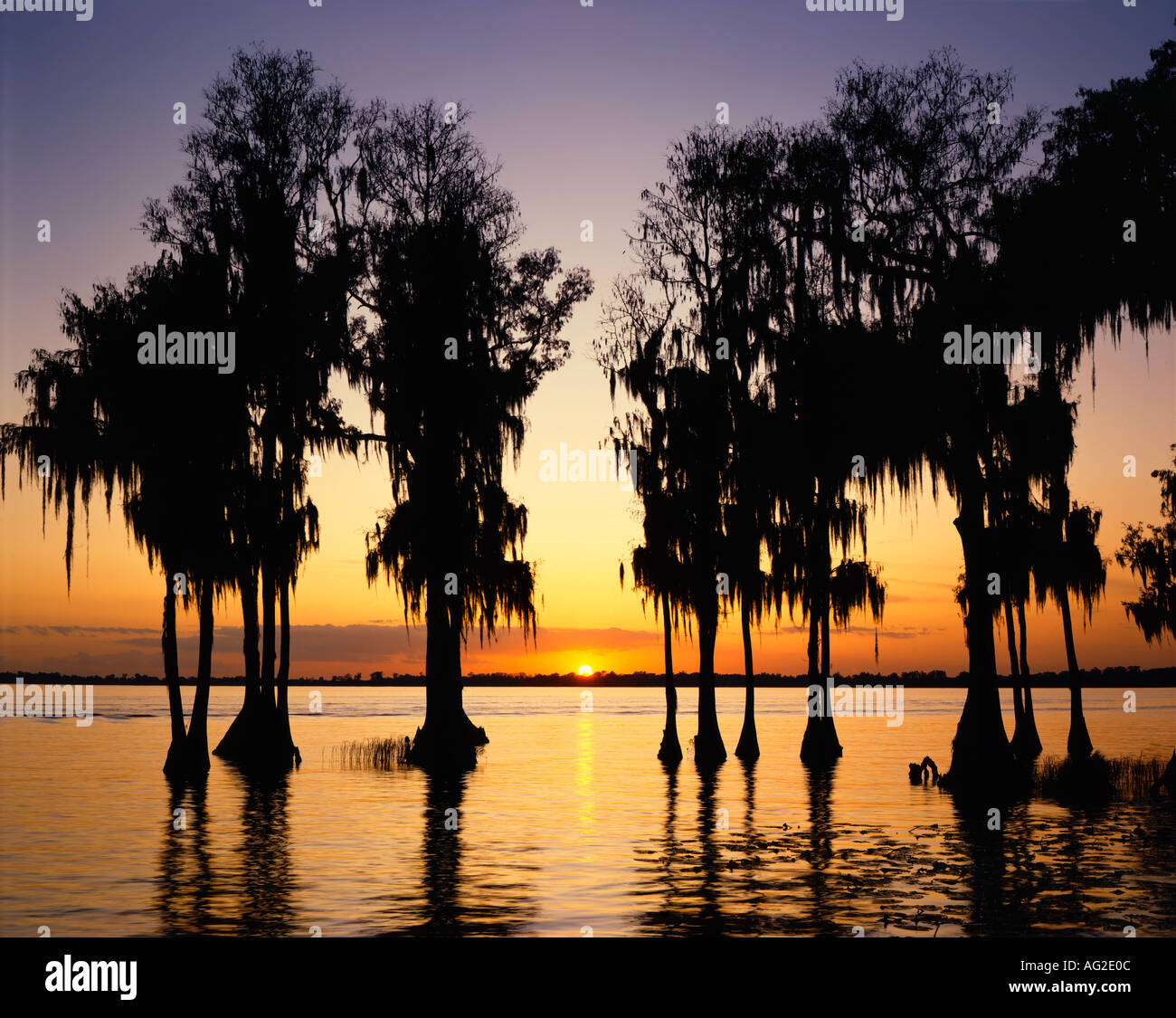 Cypress trees growing in lake in Florida USA Stock Photo Alamy