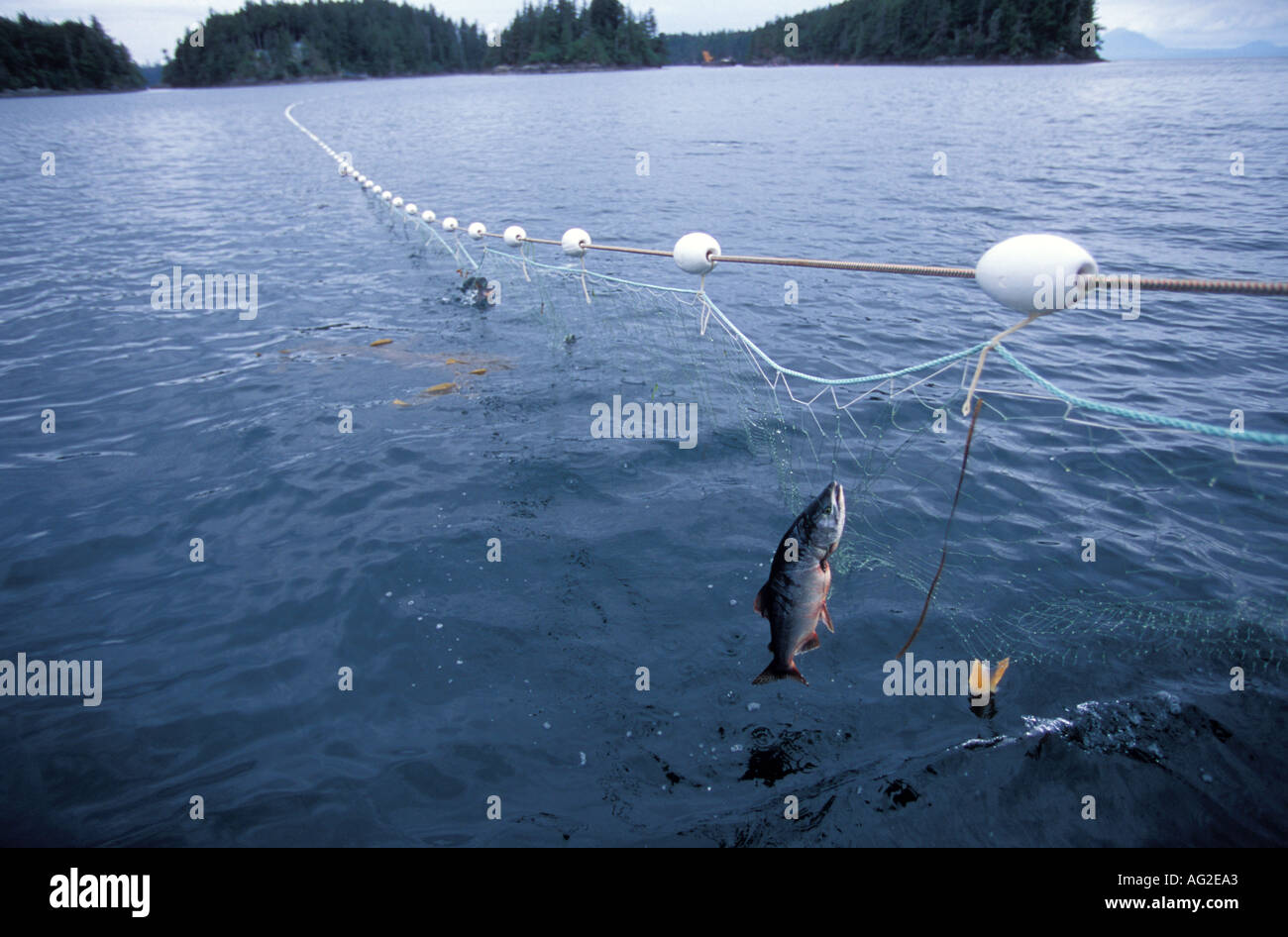 USA Alaska Sitka salmon caught in commercial fishing gillnet Stock Photo -  Alamy