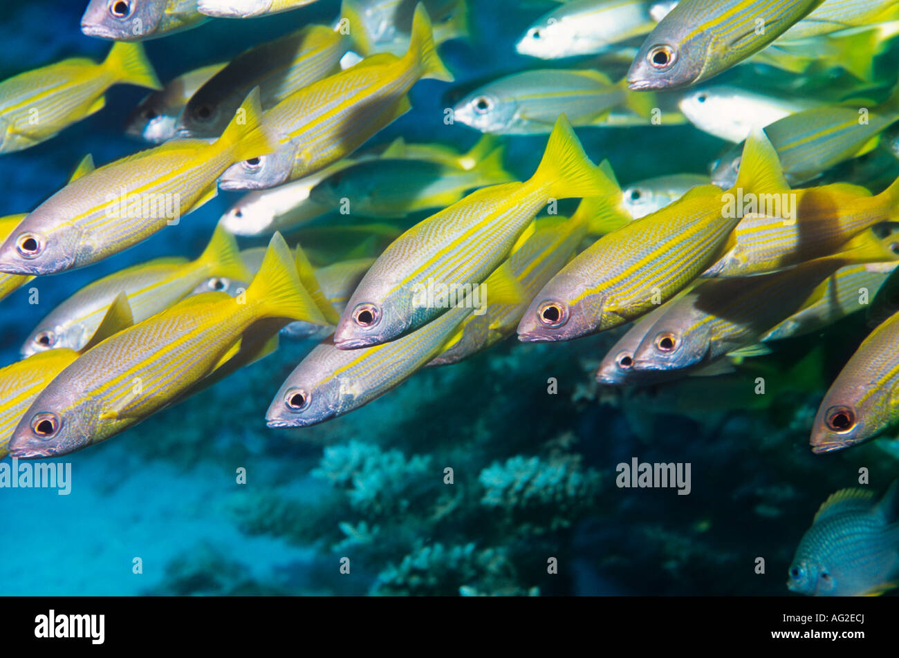 School of tropical fish in ocean Stock Photo
