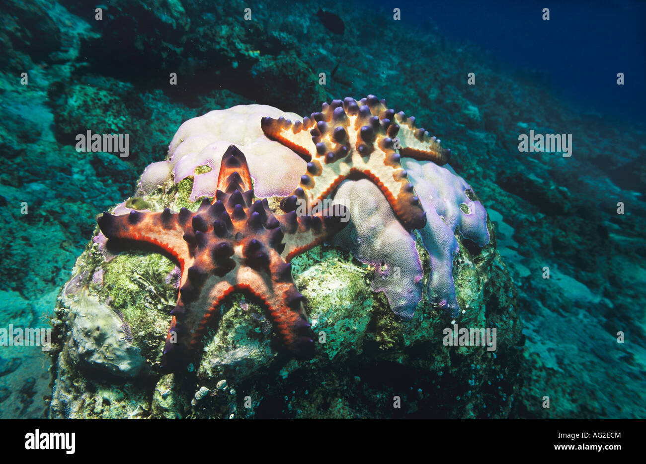 Star fish on coral reef Stock Photo