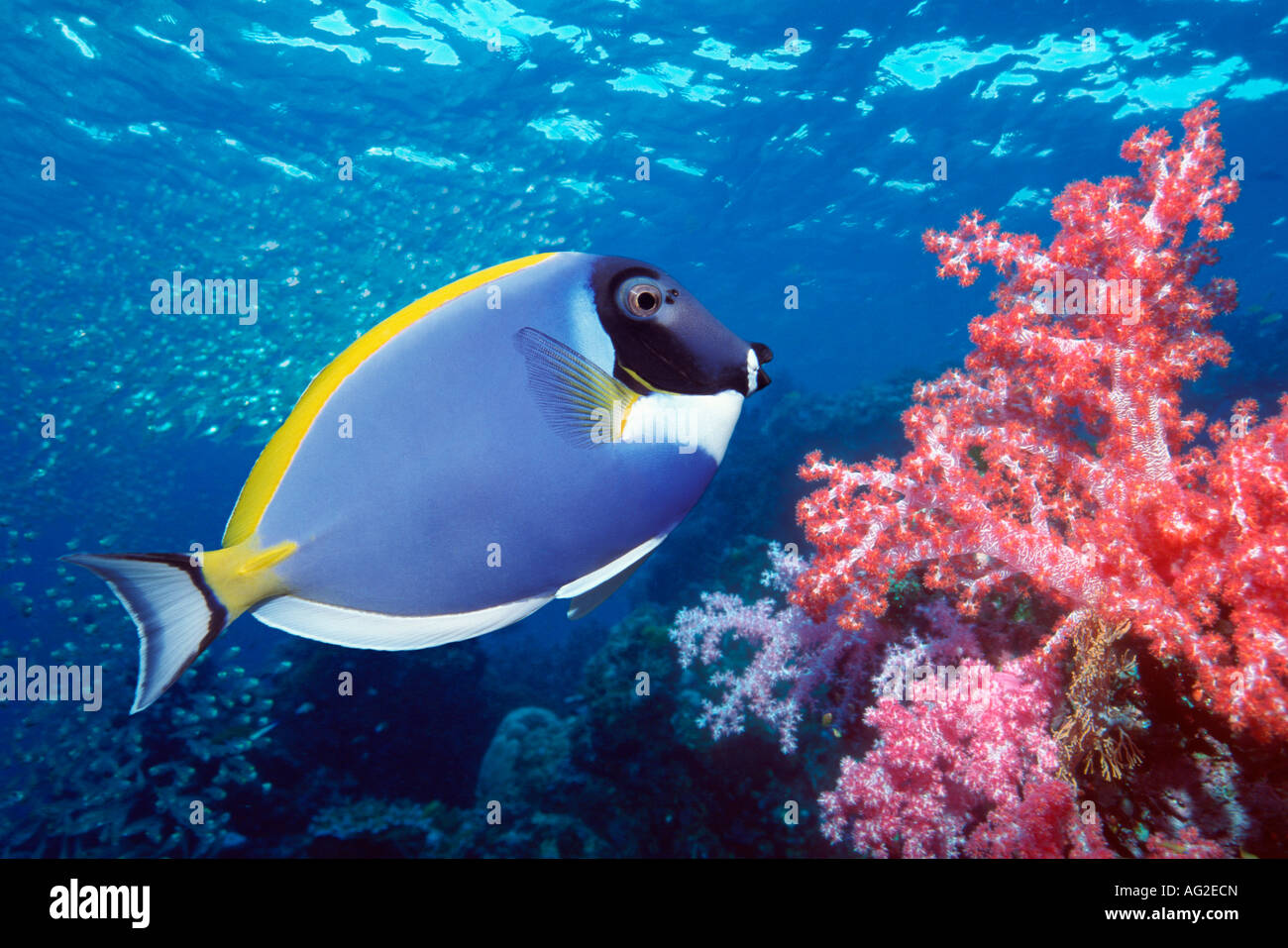 Blue Tang on coral reef Stock Photo