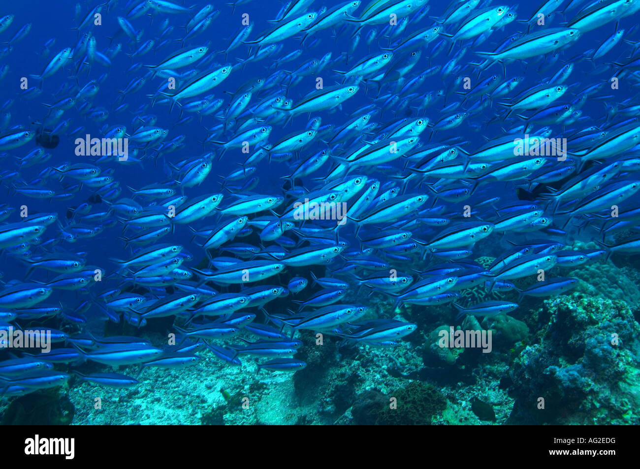 Large school of tropical fish in ocean Stock Photo