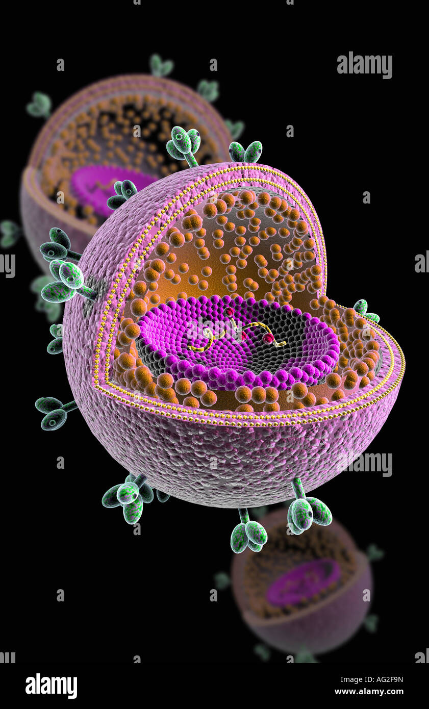 Viral matrix protein hi-res stock photography and images - Alamy