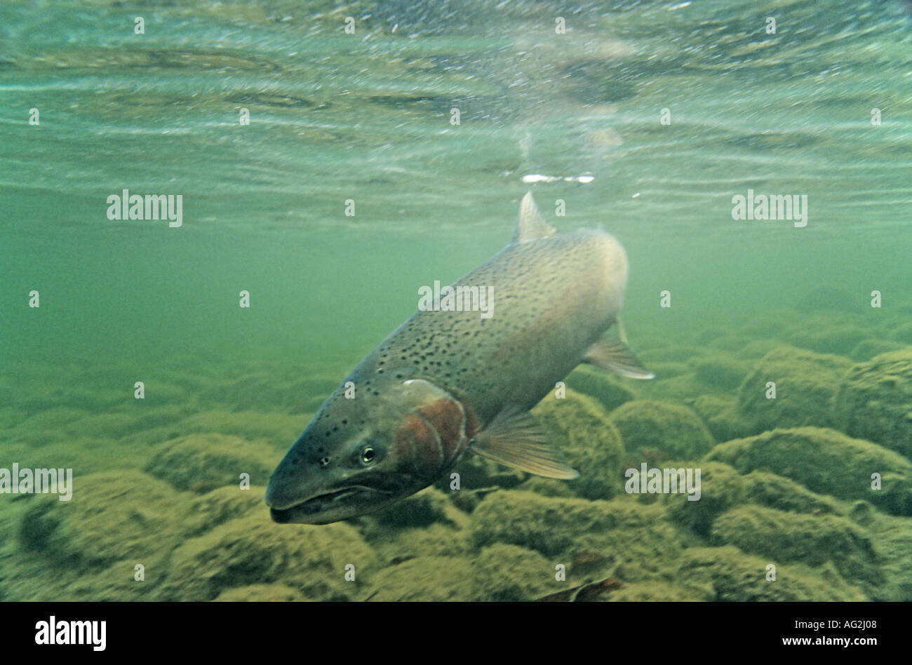 Underwater image of steelhead caught while flyfishing Bulkley river British Columbia altered image flyline removed Stock Photo