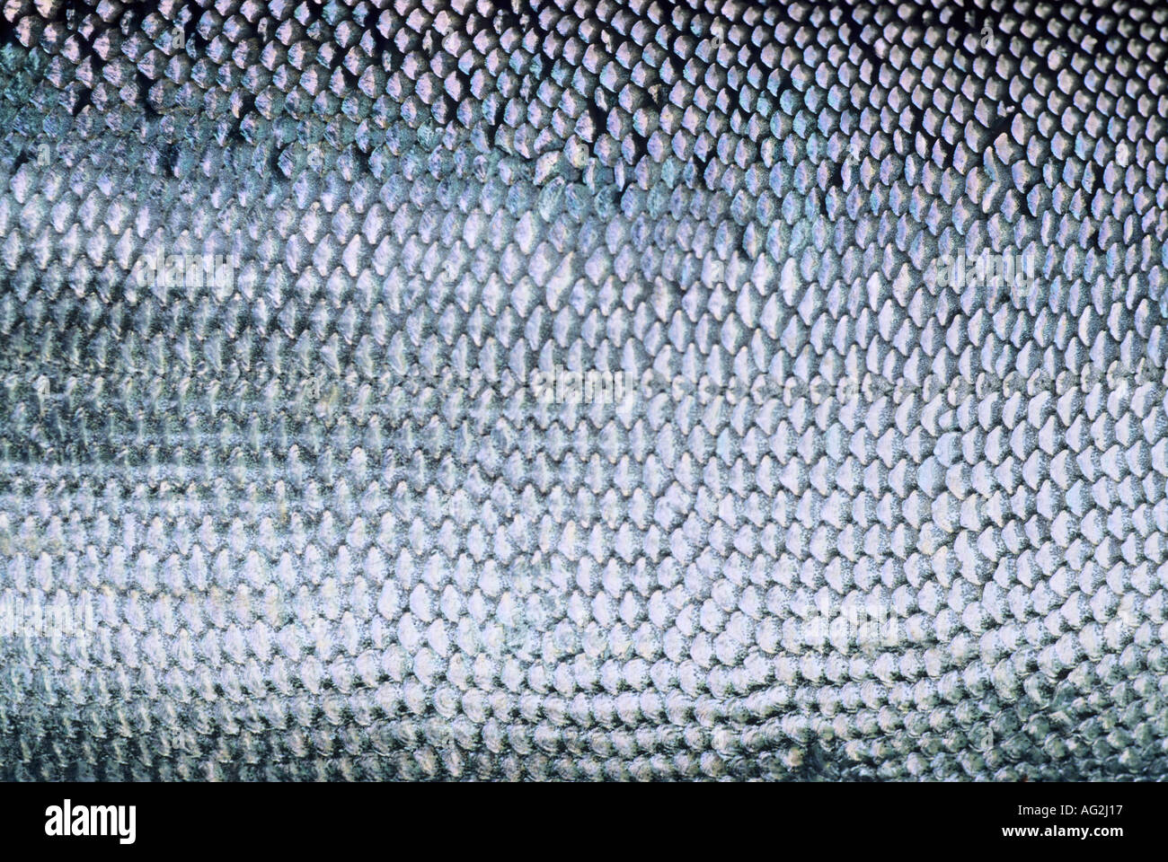 Close up of chinook salmon scales Work Channel Prince Rupert British
