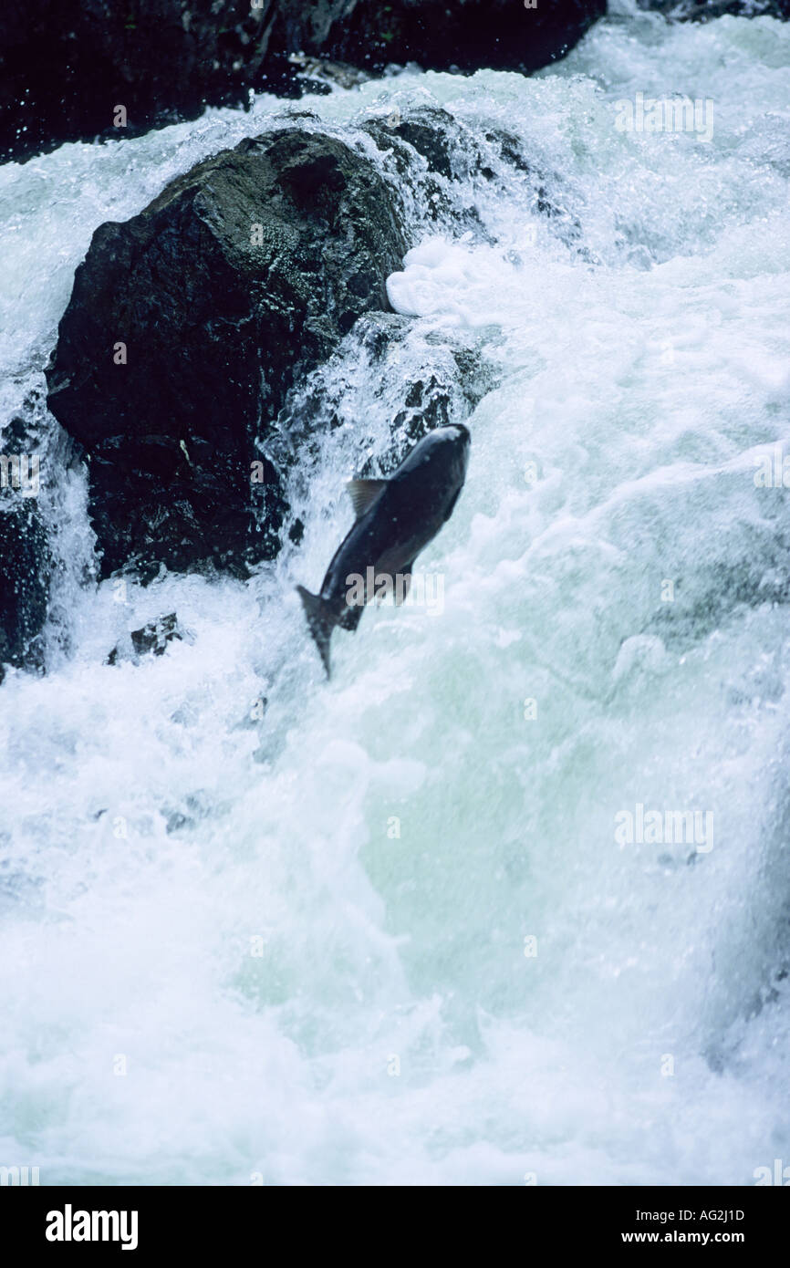 Chinook salmon jumping falls Kispiox River British Columbia Stock Photo